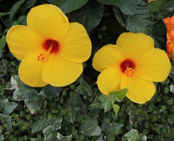 a0960_004876_m