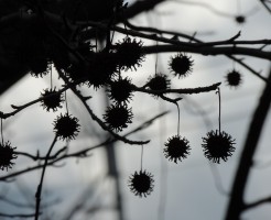 a0960_006270_m