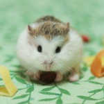 【ココナッツオイル】糖尿病の合併症予防「インスリンというホルモンが不足し、糖をエネルギーに変えることができない?!」